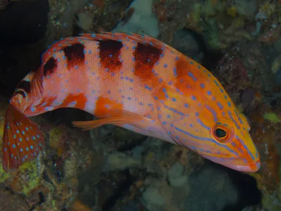 Cephalopholis sexmaculata