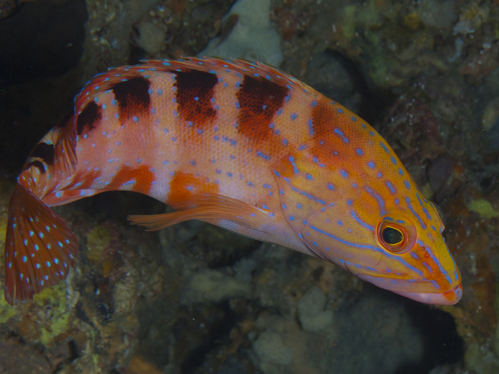 Cephalopholis sexmaculata