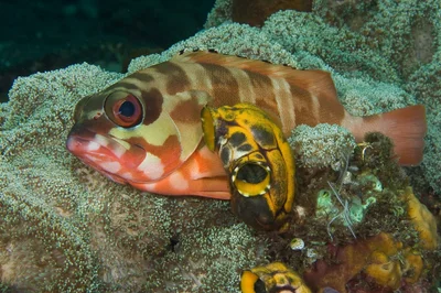 Cephalopholis sexmaculata 01