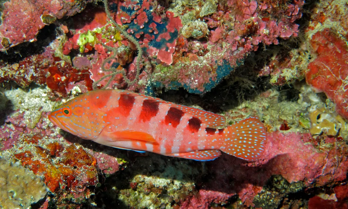 Six-blotch Hind (Cephalopholis sexmaculata)