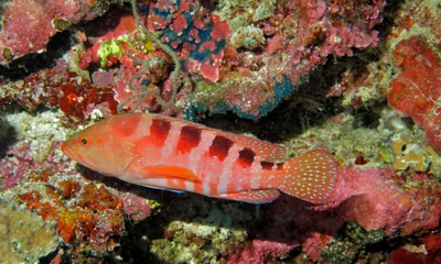 Six-blotch Hind (Cephalopholis sexmaculata)