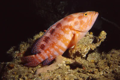 Cephalopholis sexmaculata Six spot 2