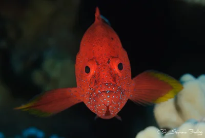 Coral Grouper