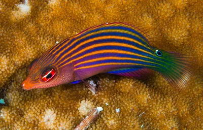 Sixstripe wrasse - Pseudocheilinus hexataenia