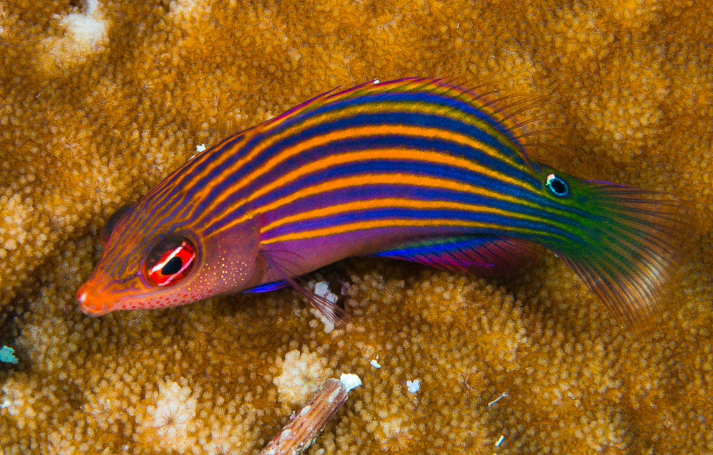 Sixstripe wrasse - Pseudocheilinus hexataenia