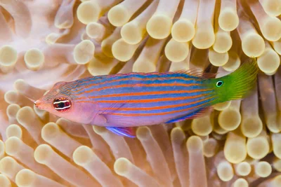 Sixstripe wrasse - Pseudocheilinus hexataenia