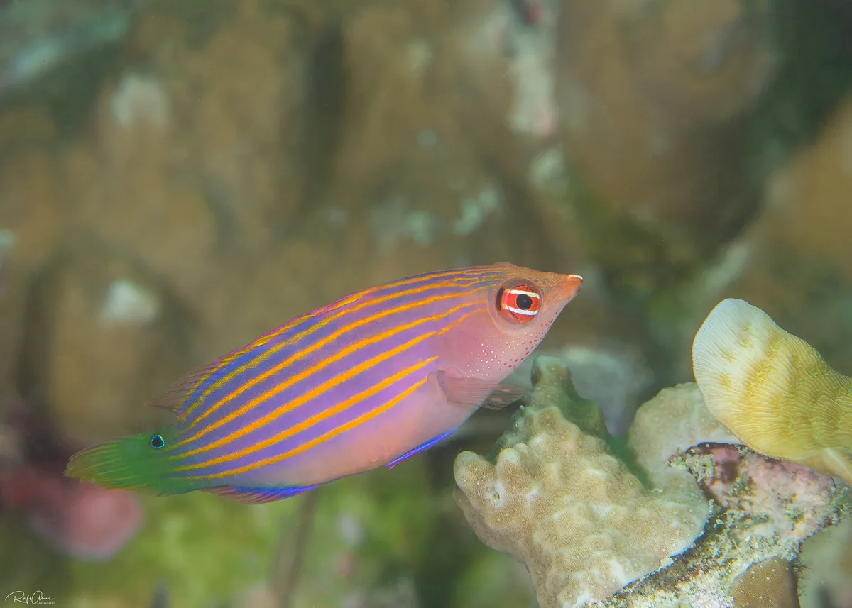 Sixline Wrasse - Pseudocheilinus hexataenia