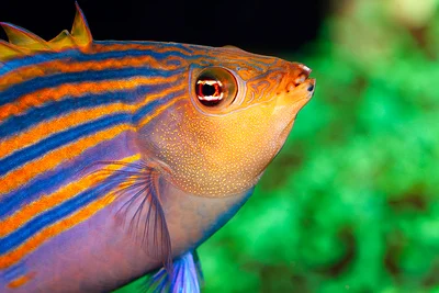 Sixline wrasse