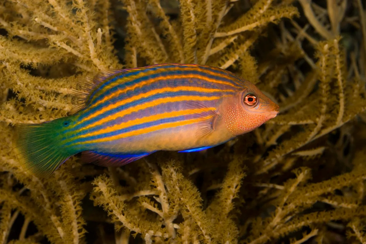 Pseudocheilinus hexataenia