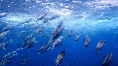 Katsuwonus pelamis - España