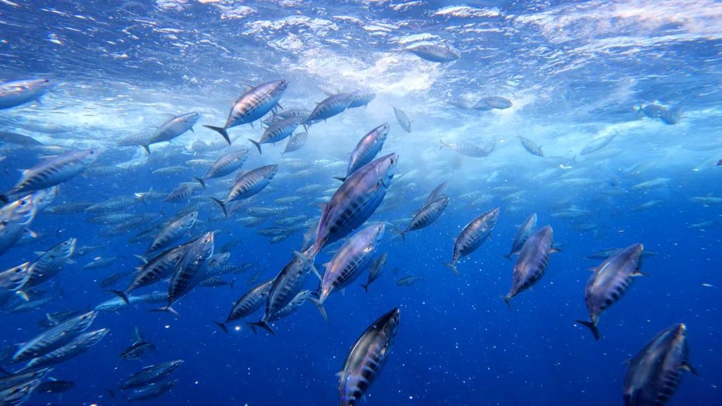Katsuwonus pelamis - España
