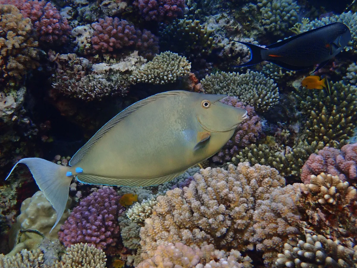 Sleek Unicornfish