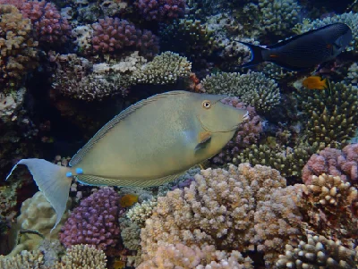Sleek Unicornfish