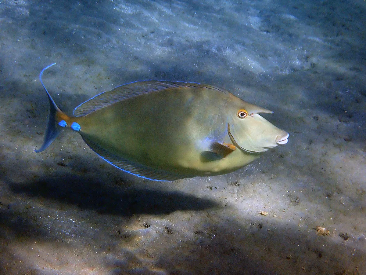 Sleek Unicornfish