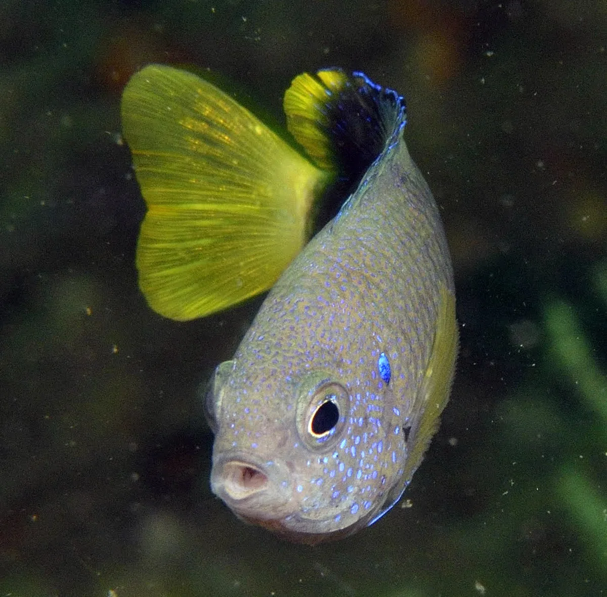 Slender Damselfish