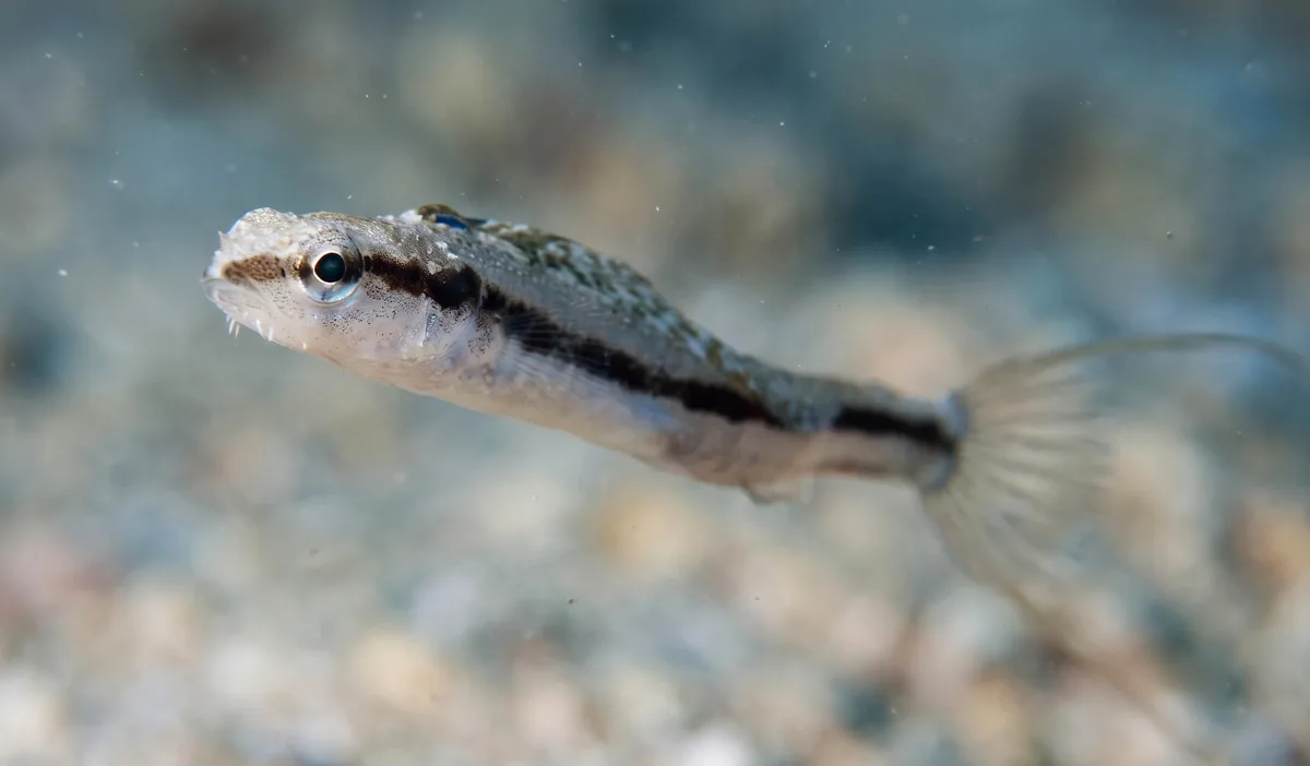 Slender Fangblenny