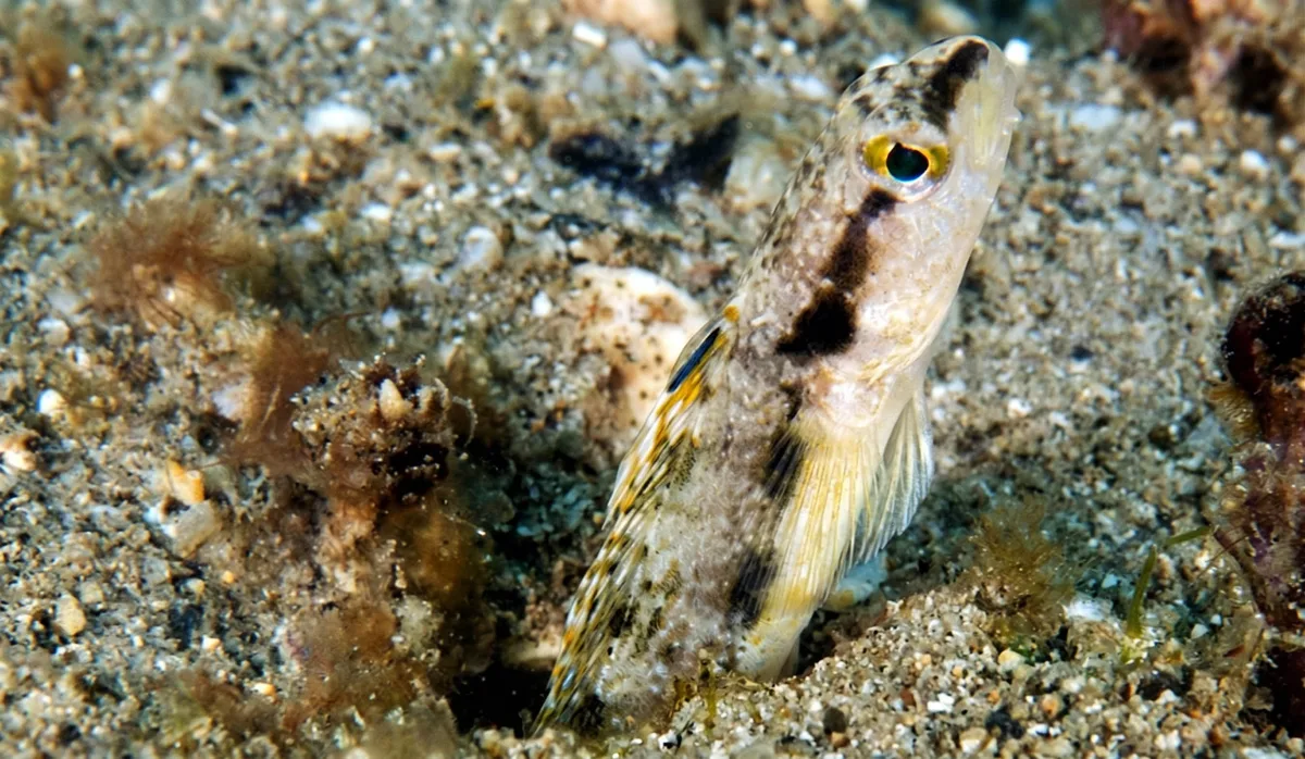 Slender Fangblenny