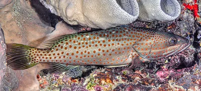 Slender grouper - Anyperodon leucogrammicus