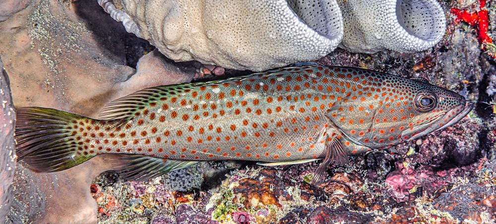 Slender grouper - Anyperodon leucogrammicus
