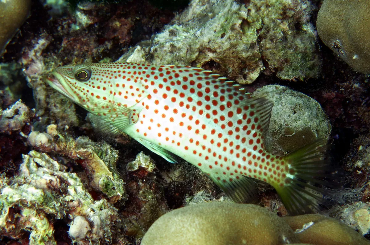 Anyperodon leucogrammicus