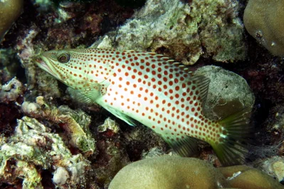 Anyperodon leucogrammicus
