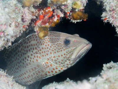 Slender Grouper - Anyperodon leucogrammicus