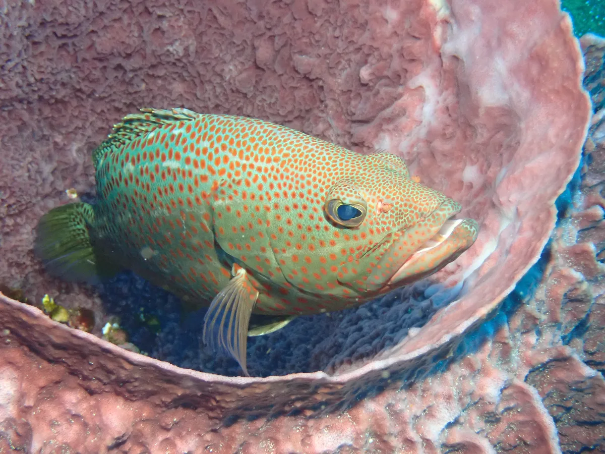 Anyperodon leucogrammicus