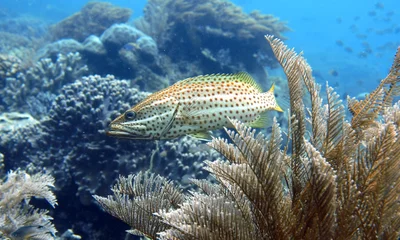 Anyperodon leucogrammicus