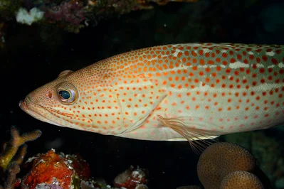 Anyperodon leucogrammicus