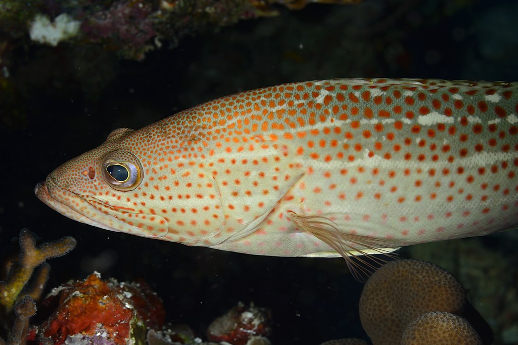 Anyperodon leucogrammicus