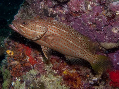 Anyperodon leucogrammicus