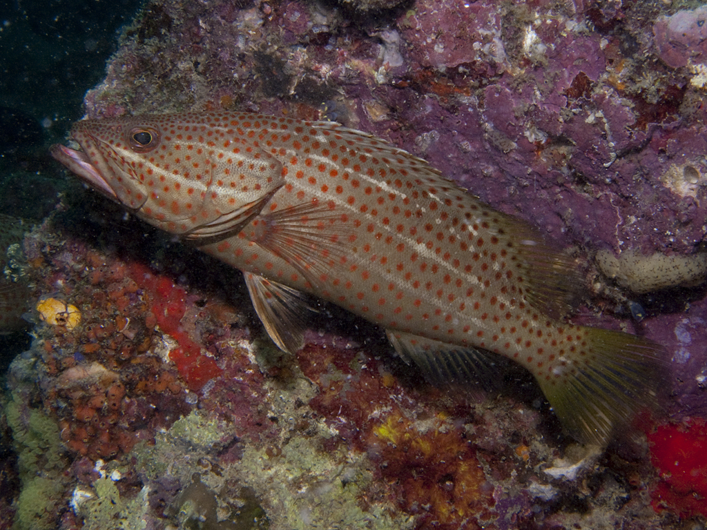 Anyperodon leucogrammicus