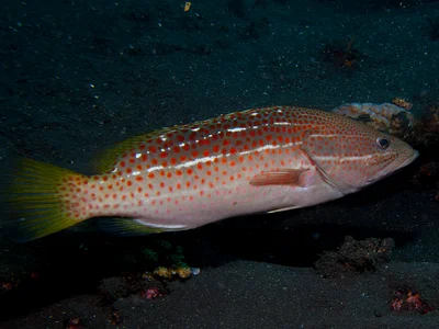 Anyperodon leucogrammicus