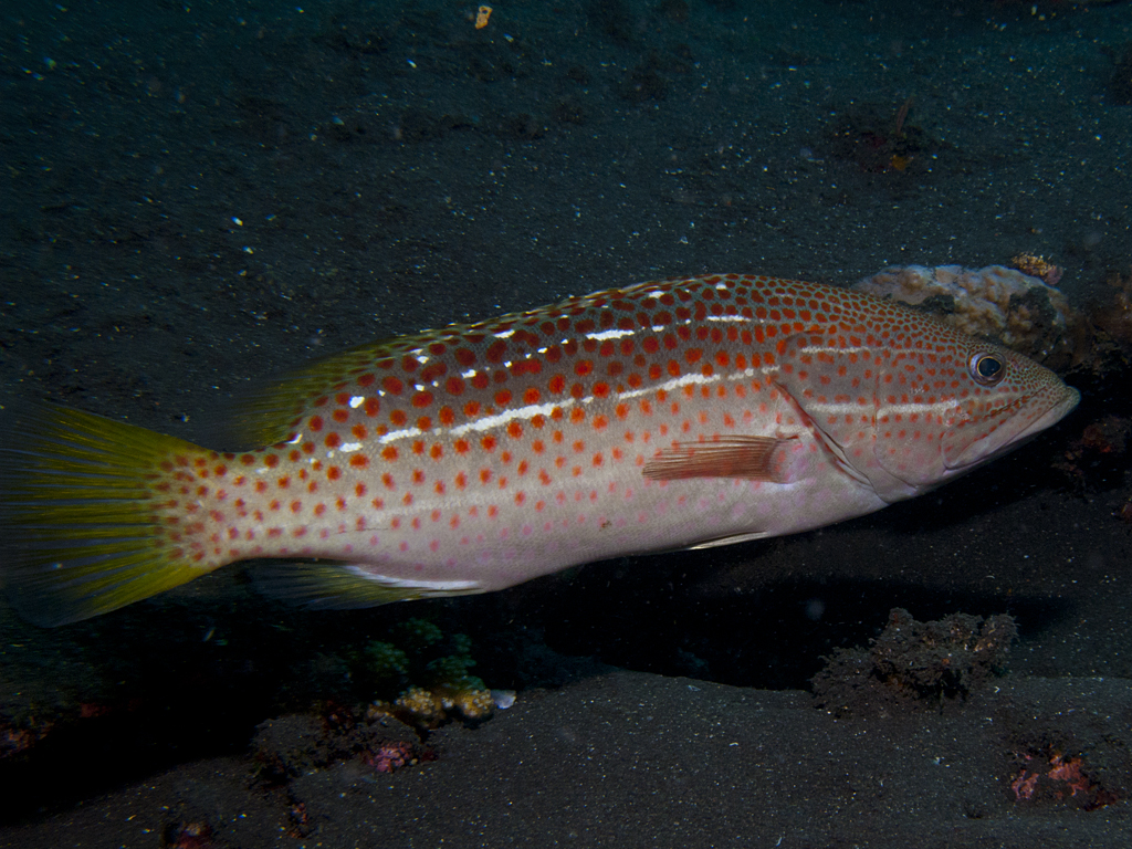 Anyperodon leucogrammicus
