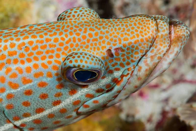 Slender Grouper, portrait - Anyperodon leucogrammicus