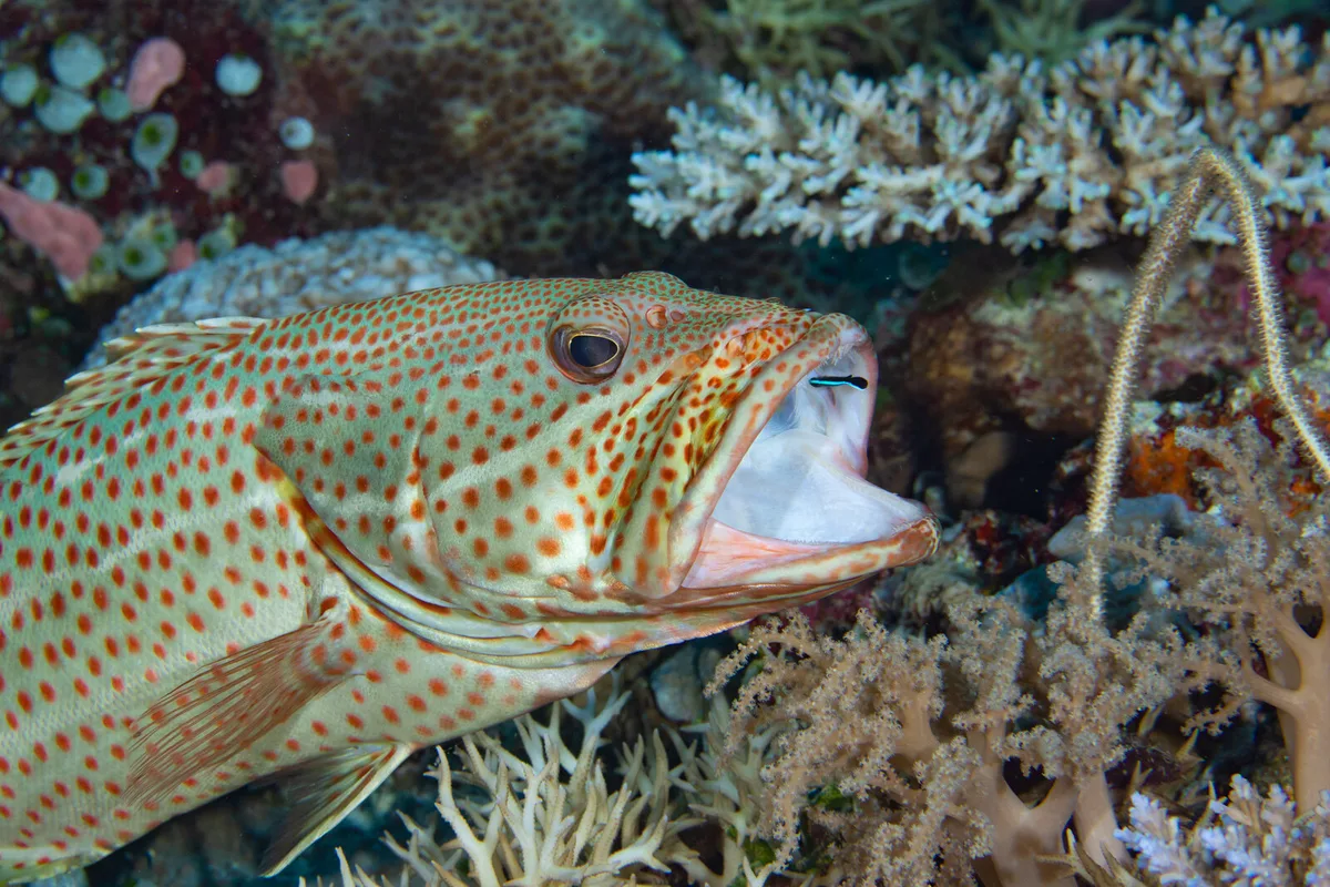 Slender Grouper
