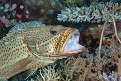 Slender Grouper