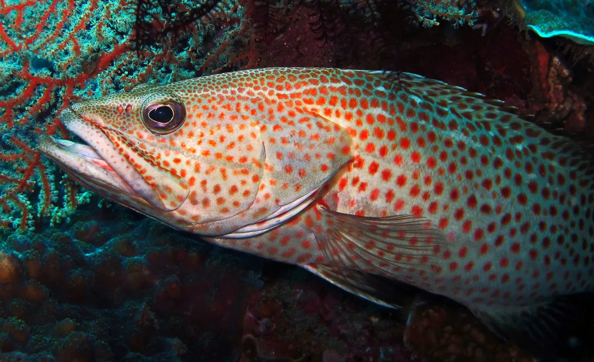 Slender Grouper - Anyperodon leucogrammicus