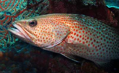 Slender Grouper - Anyperodon leucogrammicus