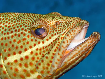 Slender Grouper (Anyperodon leucogrammicus)