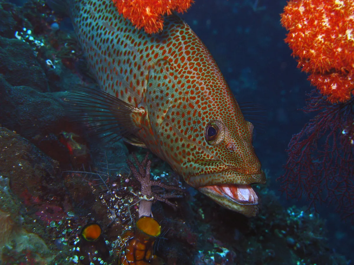 Slender Grouper - Anyperodon leucogrammicus