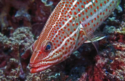 Slender Grouper - Anyperodon leucogrammicus