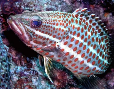 white-lined grouper