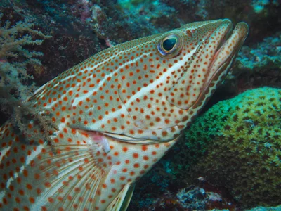 Slender grouper