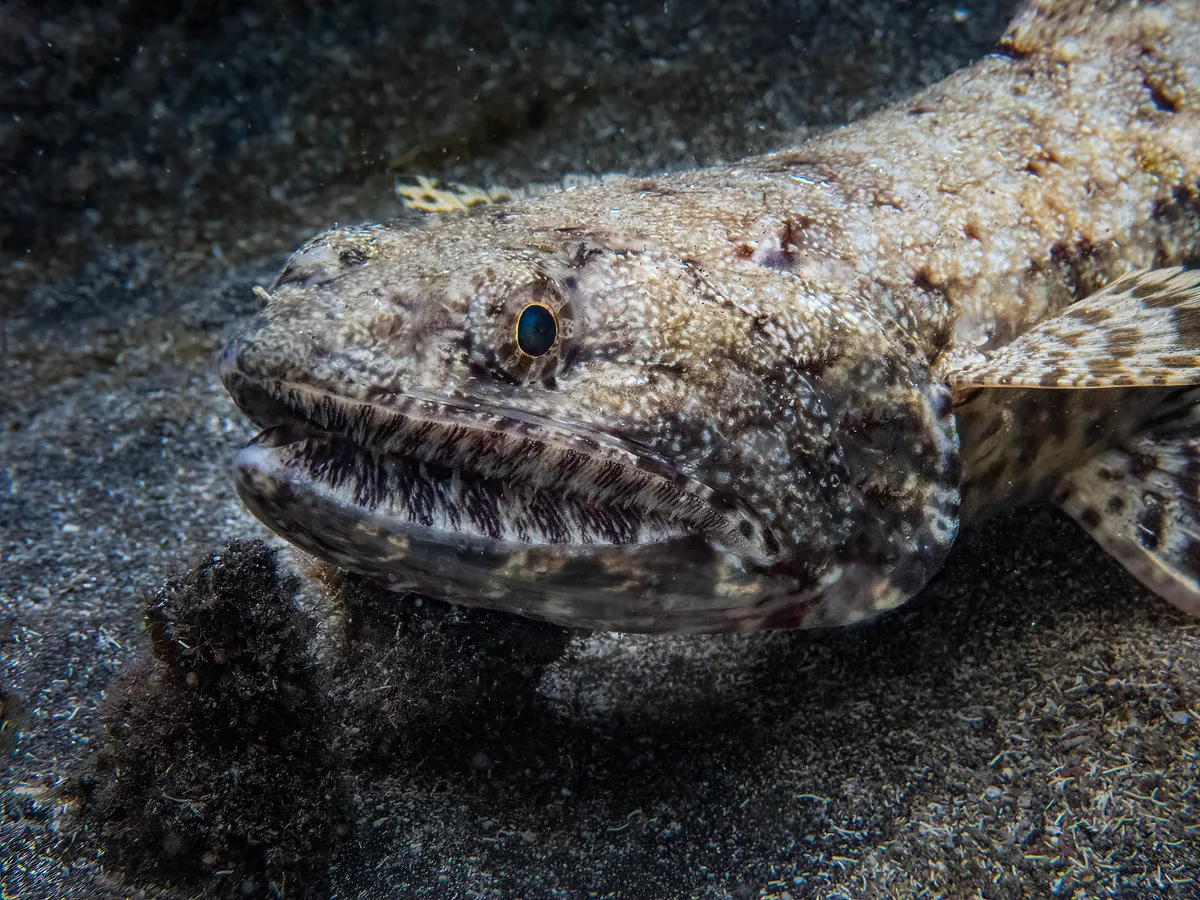 Saurida gracilis