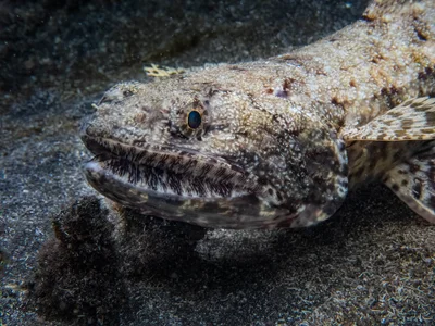 Saurida gracilis