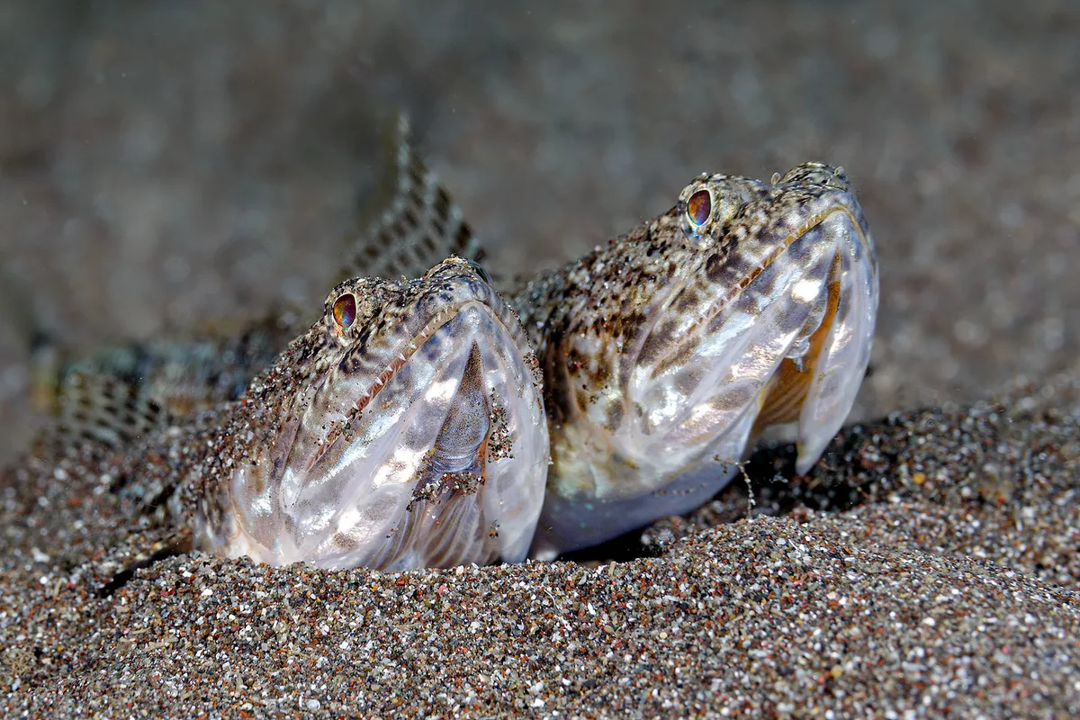 Slender Lizardfish - Saurida gracilis ( I think)