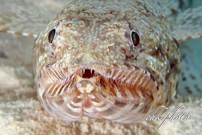 Saurida gracilis Graziler-E​idechsenfi​sch, Marmorierter Eidechsenfisch