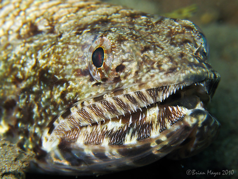 Slender Lizardfish (Saurida gracilis)