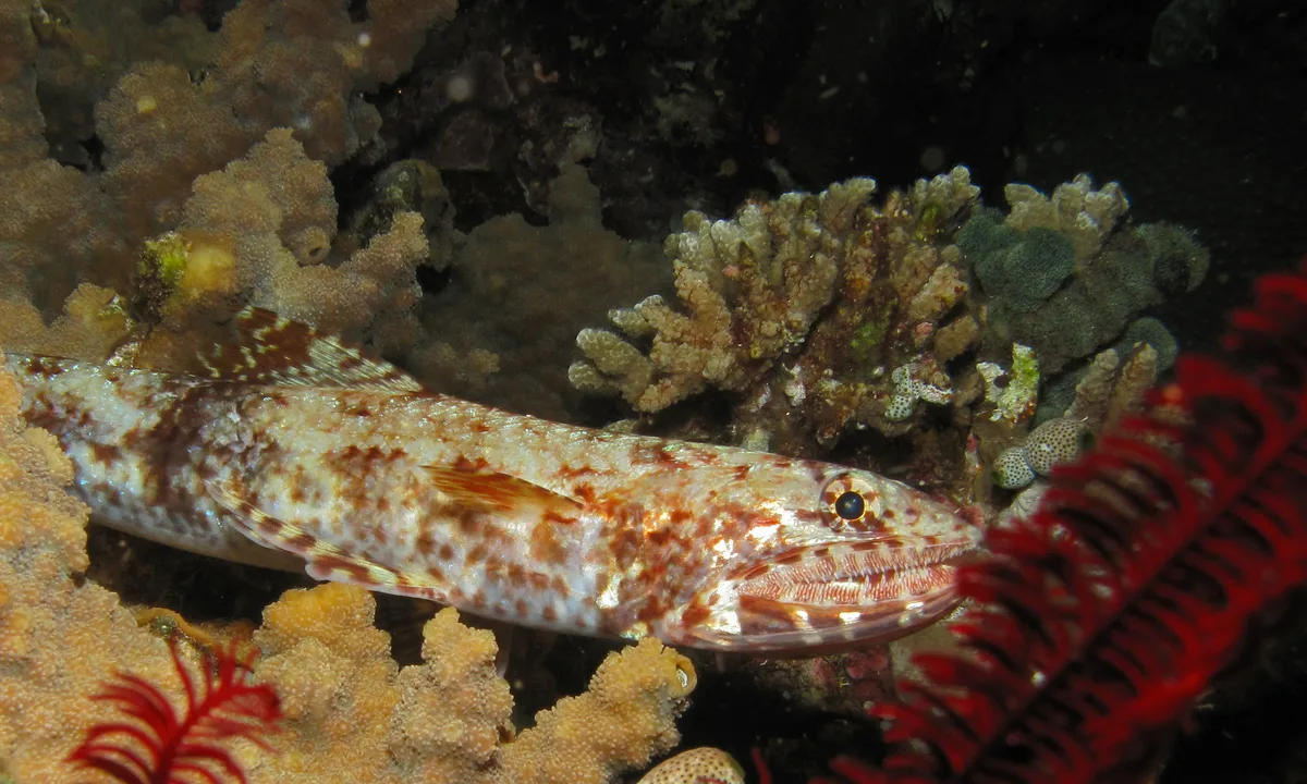 Slender Saury (Saurida gracilis)